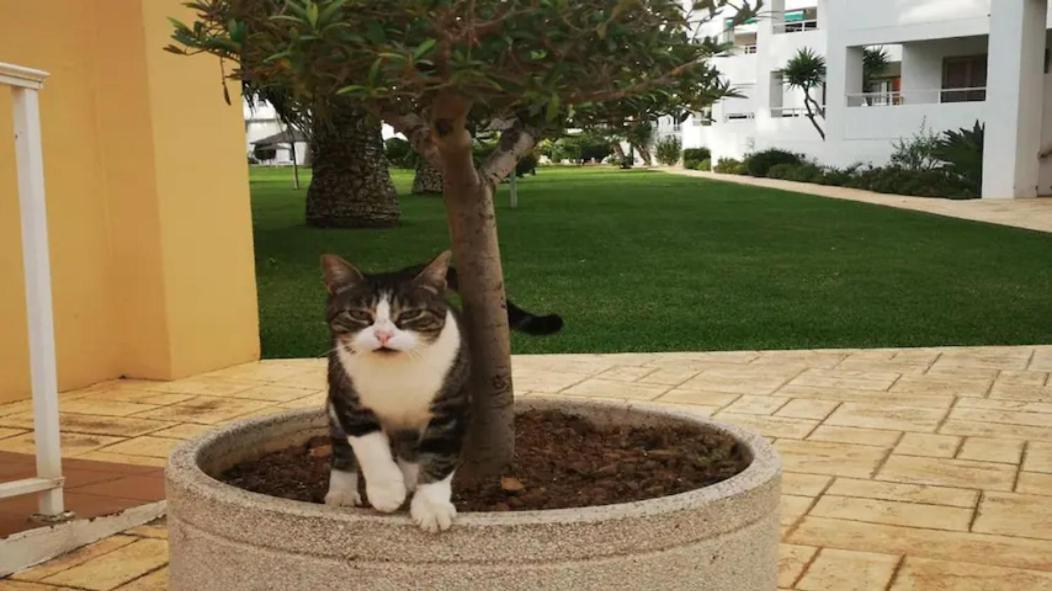 Casa En Urb. Con La Piscina Mas Grande De Javea. Extérieur photo