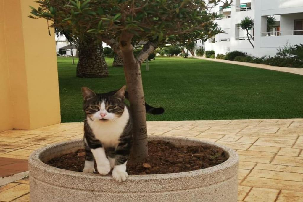 Casa En Urb. Con La Piscina Mas Grande De Javea. Extérieur photo